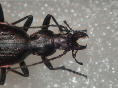 Carabus creutzeri creutzeri