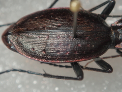Carabus creutzeri creutzeri
