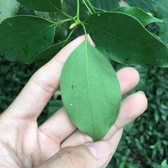 Neolitsea parvigemma