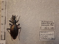 Carabus creutzeri creutzeri