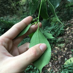 Neolitsea parvigemma