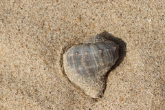 Rapaninae