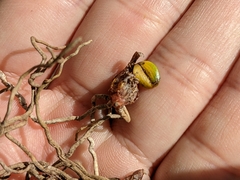 Dendrobium nakaharae