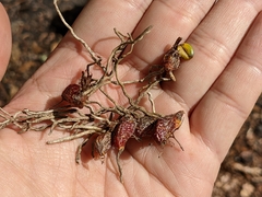 Dendrobium nakaharae