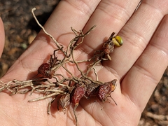 Dendrobium nakaharae