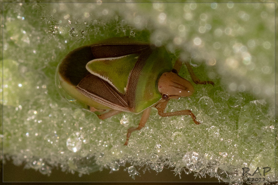 Acledra modesta