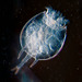 Rotifers - Photo (c) Leo Papandreou, some rights reserved (CC BY-NC-SA)