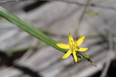 Tricoryne anceps pterocaulon