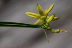 Tricoryne anceps pterocaulon