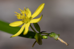 Tricoryne anceps pterocaulon