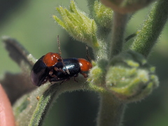 Podagrica fuscicornis