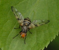 Otites porcus