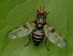 Otites porcus