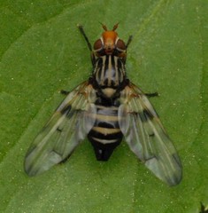 Otites porcus