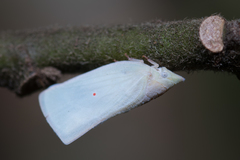 Colgaroides acuminata