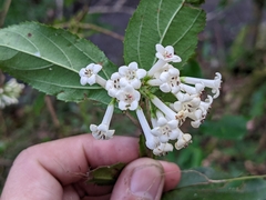 Viburnum taitoense