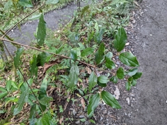 Viburnum taitoense