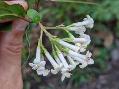 Viburnum taitoense