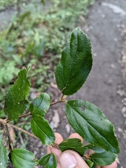 Viburnum taitoense