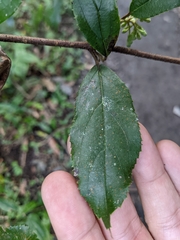 Viburnum taitoense