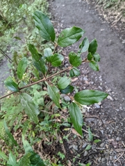 Viburnum taitoense