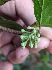 Viburnum taitoense
