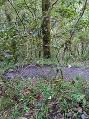 Viburnum taitoense