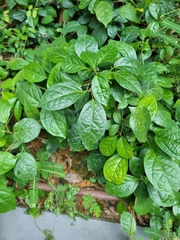 Magnoliopsida