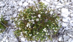 Asperula tephrocarpa
