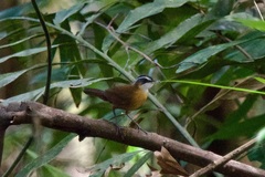 Pellorneum capistratum