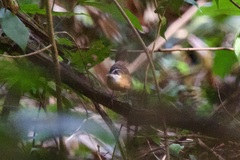 Pellorneum capistratum