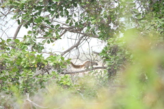 Heliosciurus mutabilis