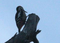 Dendrocopos himalayensis