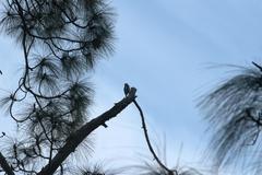 Dendrocopos himalayensis