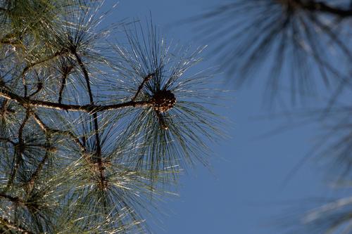 Chir pine (Pinus roxburghii)