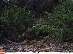 Cercopithecus mitis labiatus