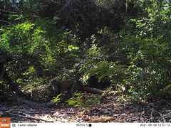 Cercopithecus mitis labiatus