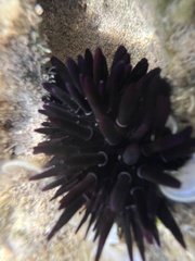 Echinometra oblonga