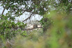 Heliosciurus mutabilis