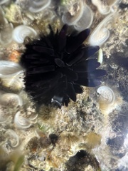 Echinometra oblonga