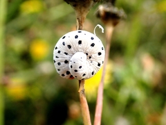 Tenthredo neobesa