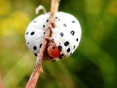 Tenthredo neobesa