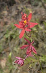 Epidendrum × obrienianum
