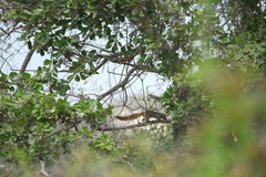 Heliosciurus mutabilis