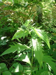 Cirsium schantarense