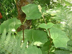 Parasenecio auriculatus