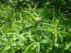 Eupatorium glehnii