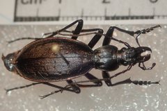 Carabus creutzeri creutzeri