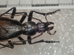 Carabus creutzeri creutzeri