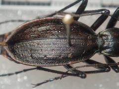 Carabus creutzeri creutzeri
